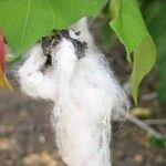 Gossypium herbaceum Mbuma