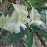 Begonia coccinea Kwiat