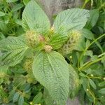 Acalypha aristata Hoja