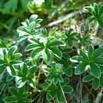 Potentilla alchimilloides Habit