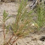 Astragalus johannis-howellii Elinympäristö