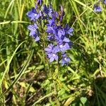 Veronica teucrium Flower