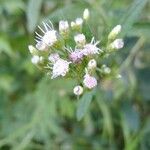 Conoclinium coelestinum Blüte