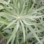 Artemisia ludoviciana Leaf