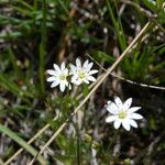 Stellaria longipes عادت داشتن