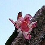 Cereus jamacaru Flower