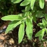 Cistus × skanbergii Leaf