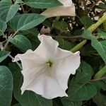 Datura innoxia Blomst