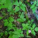 Geranium robertianum Habit