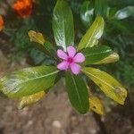 Catharanthus roseus Квітка