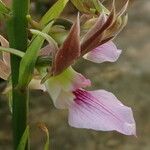 Eulophia guineensis Květ