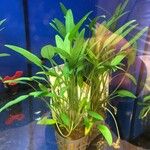 Cryptocoryne nevillii