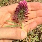 Trifolium purpureum Lorea