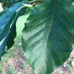 Magnolia acuminata पत्ता