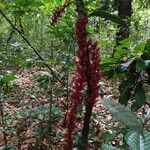 Chytranthus klaineanusFlower