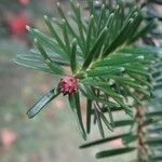 Abies numidica その他の提案