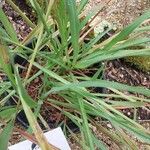 Cymbopogon citratus 葉