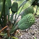 Macrozamia lucida Flower