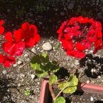 Pelargonium spp. Kwiat