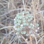 Allium polyanthum ফল