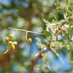 Cebatha pendula Плод