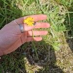 Scorzoneroides autumnalis Flower