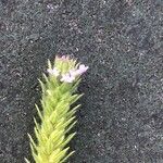 Verbena bracteata 花