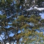 Albizia carbonaria Агульны выгляд