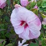 Hibiscus moscheutosBlomst