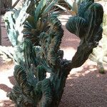 Myrtillocactus geometrizansКора