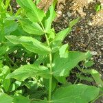 Sium sisarum Hoja