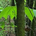 Acer pensylvanicum Bark