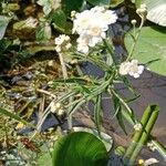 Achillea ptarmica Plante entière