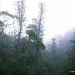 Araucaria bernieri Vekstform