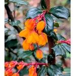 Berberis darwinii花