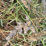 Enneapogon cenchroides Flor