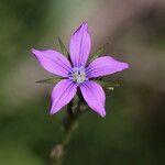 Triodanis perfoliata Flor