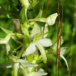 Platanthera bifolia 花