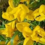 Cytisus decumbens Flor