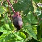 Gossypium barbadense Fruit