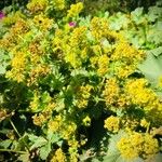 Alchemilla coriacea Blüte