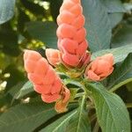 Aphelandra sinclairiana Blüte