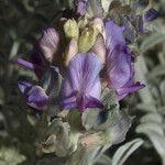 Astragalus lentiginosus 花
