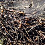 Potamogeton compressus Hoja