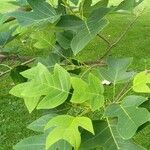 Liriodendron chinense Folha