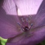 Calochortus uniflorus Flor