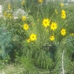 Helianthus maximiliani موطن