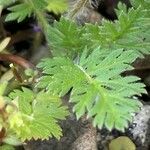 Erodium aethiopicum पत्ता