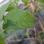 Lycium cestroides Hoja