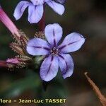 Plumbago europaea Flor